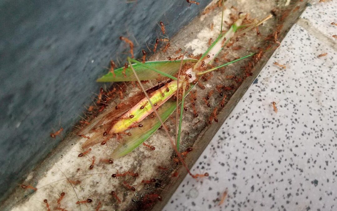 Peluang dan Tantangan Program Bantuan Sosial di Pondok Labu