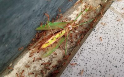 Peluang dan Tantangan Program Bantuan Sosial di Pondok Labu