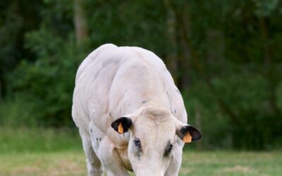 Studi Kasus Keberhasilan Program Bantuan Sosial di Desa Pondok Labu