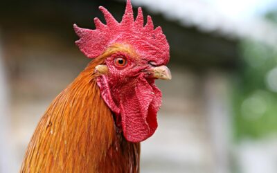 Pelatihan Perekonomian: Solusi untuk Tantangan Ekonomi Desa Pondok Labu